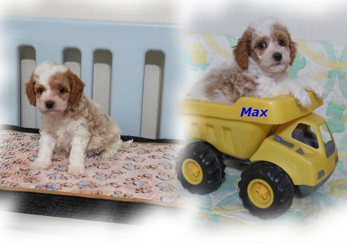 Cavapoo