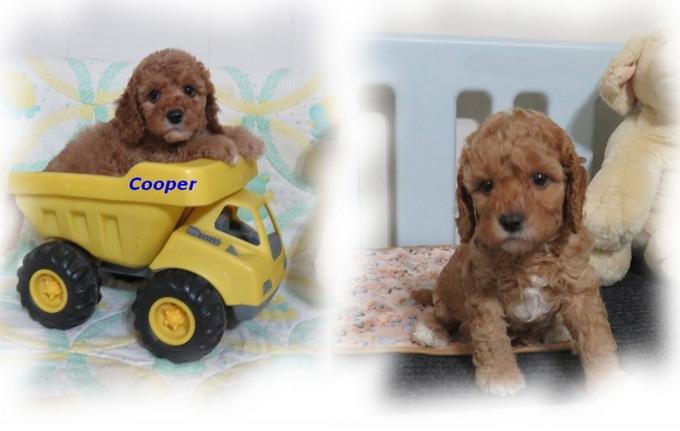 Cavapoo