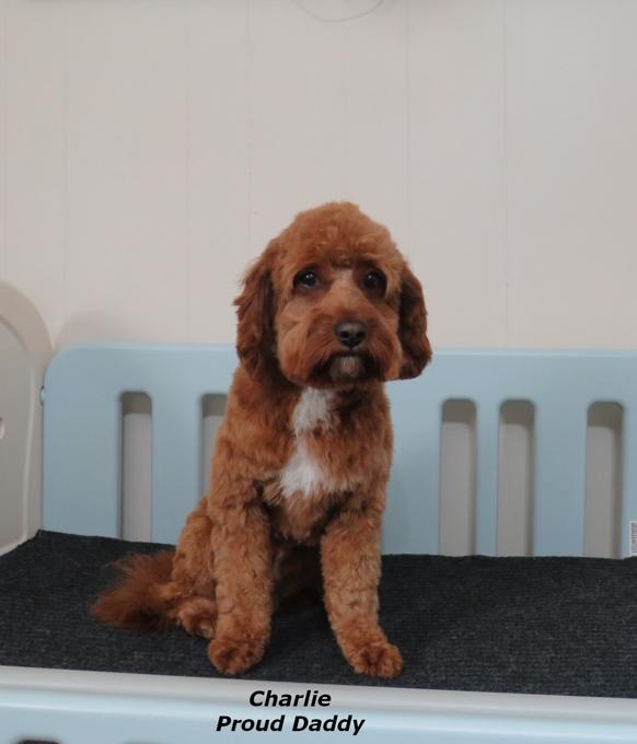Cavapoo