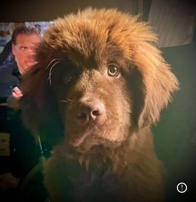 Newfoundland