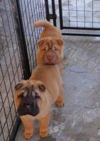 Shar - Pei Puppies