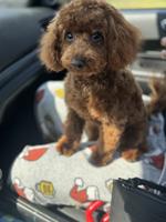 Toy poodle
