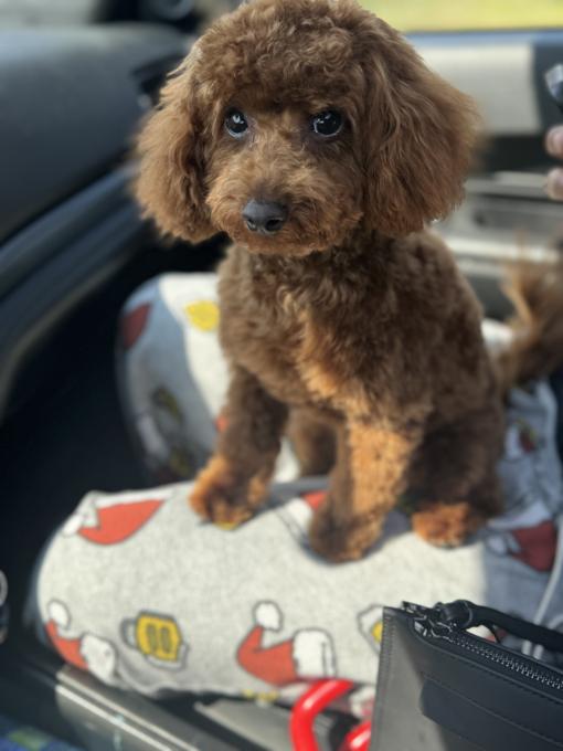 Toy poodle