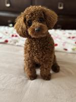 Toy poodle