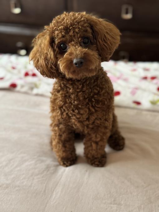 Toy poodle