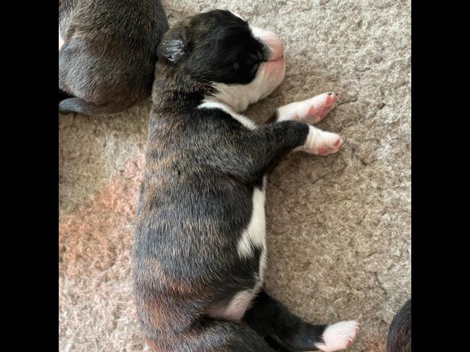 Boxer - European