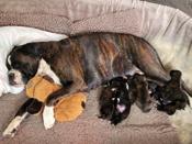 Boxer - European