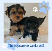 Yorkshire terrier