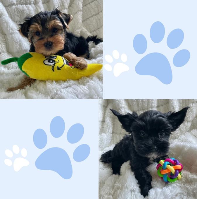 Yorkshire terrier