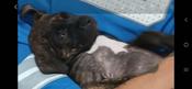 Cane corso 3xbullie