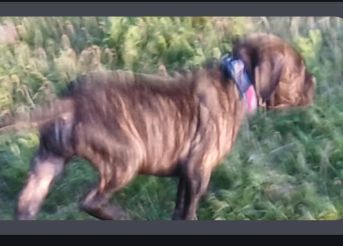 Cane corso 3xbullie