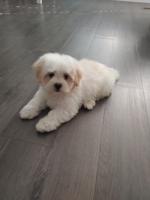 Shichon