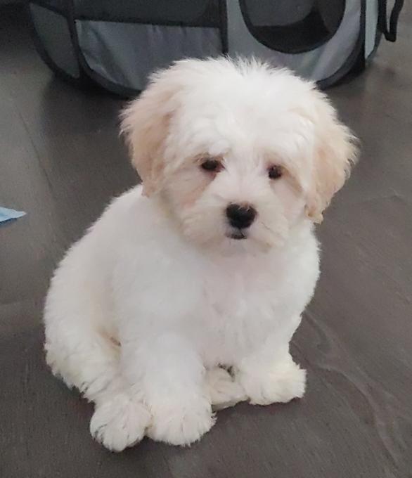 Shichon