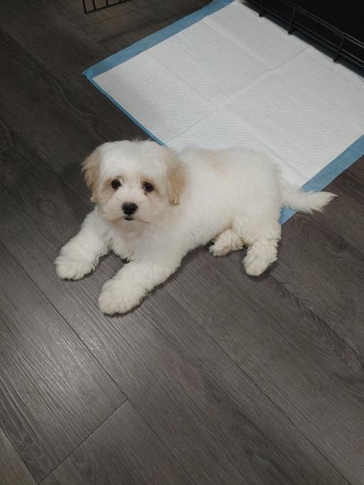 Shichon