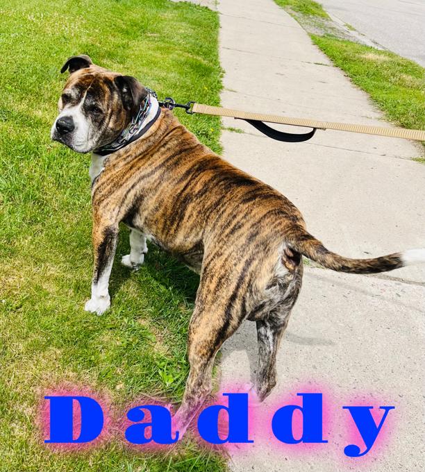 Bandogge