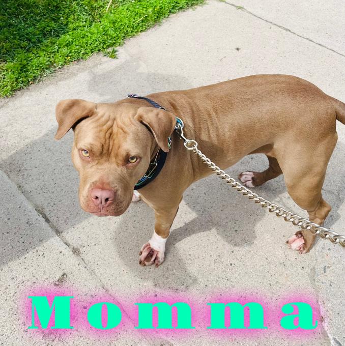 Bandogge