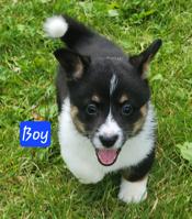 Corgi