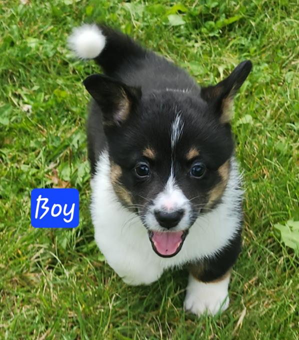 Corgi