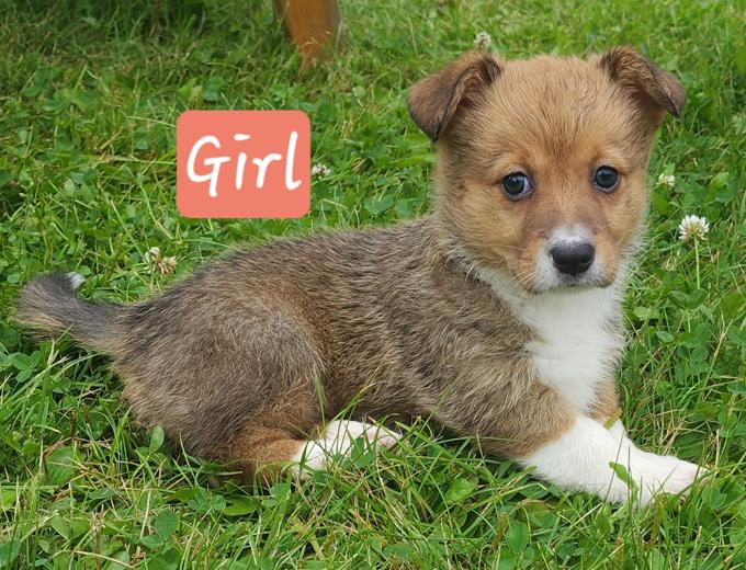 Corgi