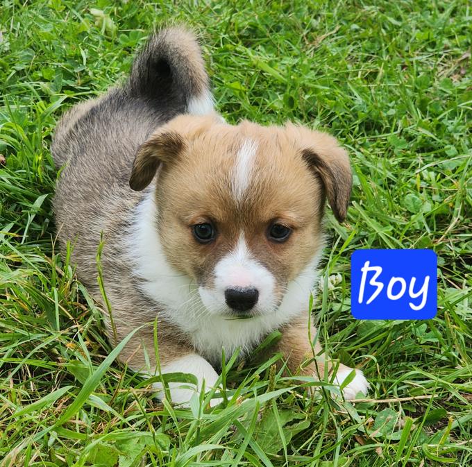 Corgi
