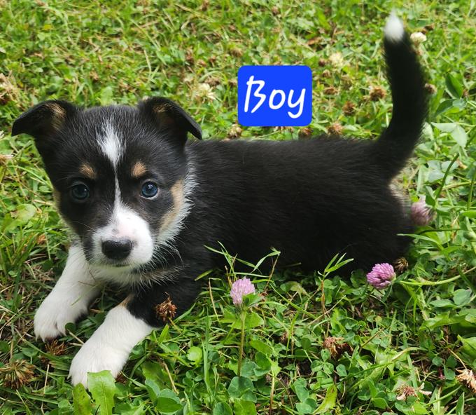 Corgi