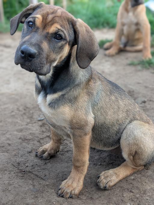 Presa Canario / Lab