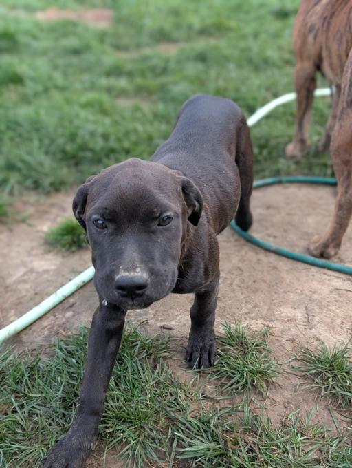 Presa Canario / Lab