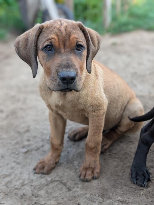Presa Canario / Lab