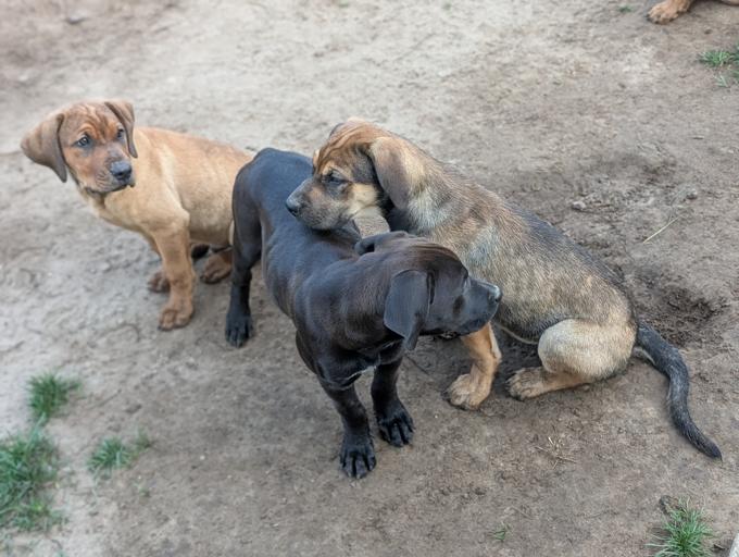 Presa Canario / Lab