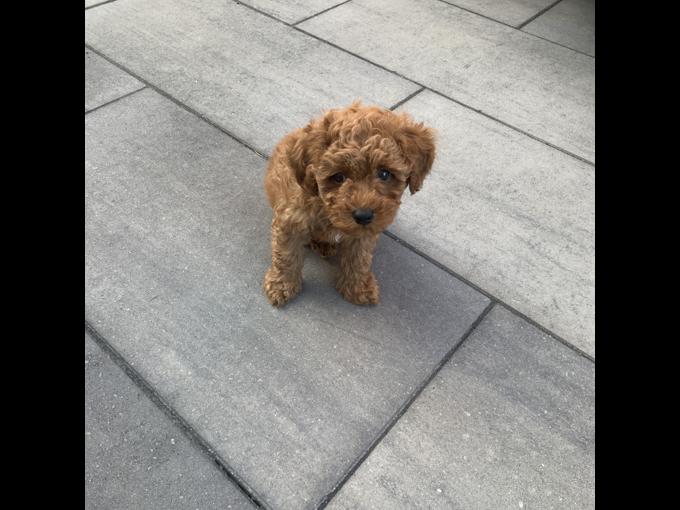 Toy Poodle