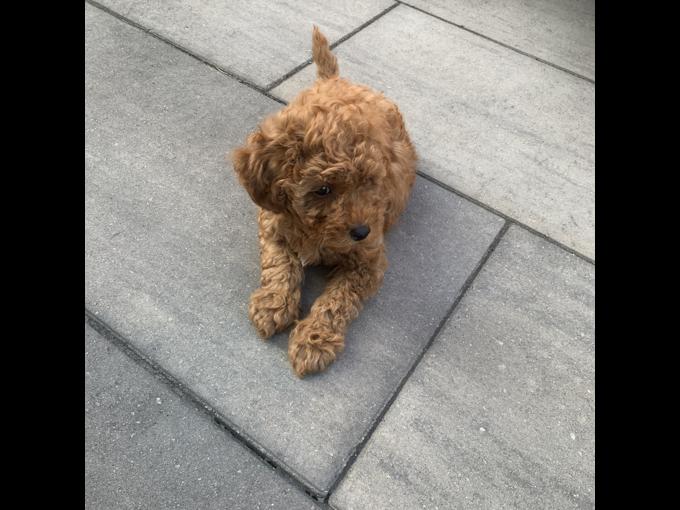 Toy Poodle