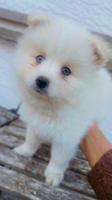 Pomeranian