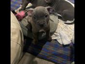 AMERICAN BULLY