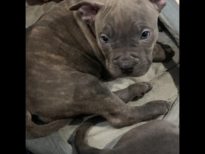 AMERICAN BULLY