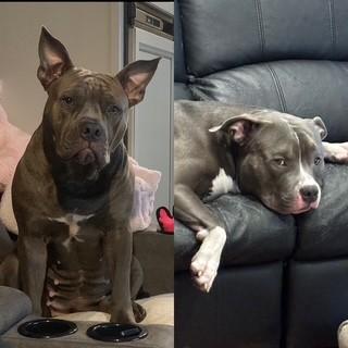 AMERICAN BULLY