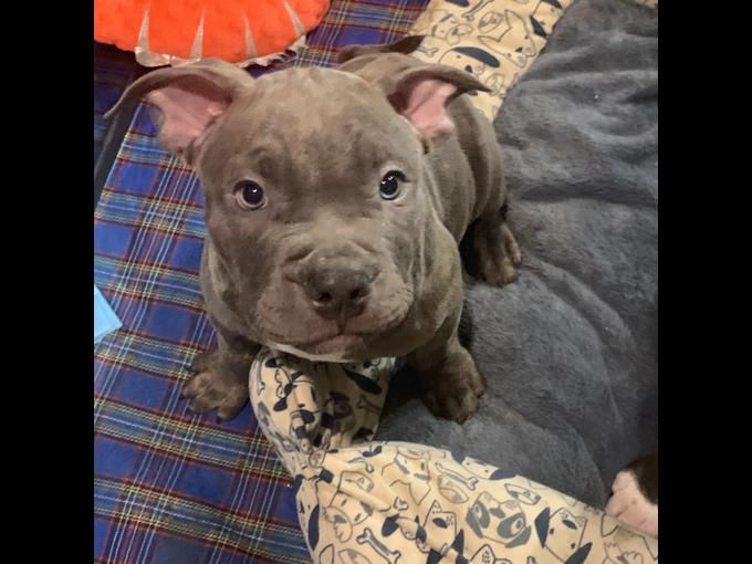 AMERICAN BULLY