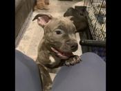 AMERICAN BULLY