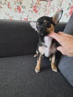 Chihuahua