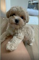 Maltipoo