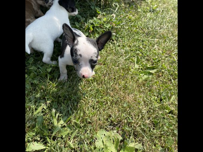 Chihuahua