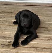 Labrador