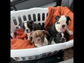 Frenchton
