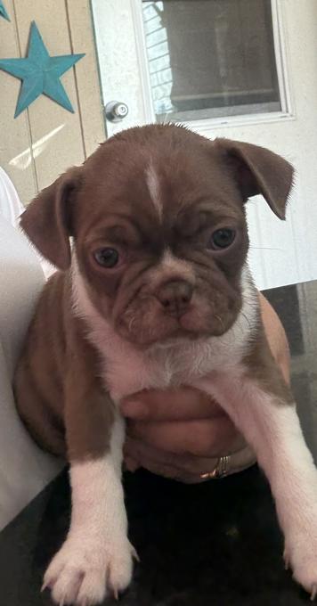 Frenchton