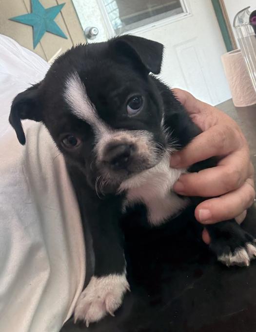 Frenchton