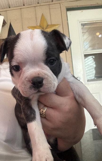 Frenchton
