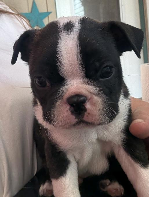 Frenchton