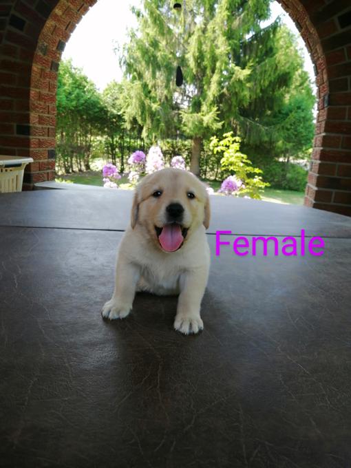 Golden retriever x great Pyrenees