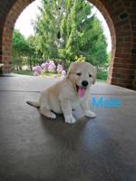 Golden retriever x great Pyrenees