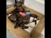 Morkie chi mix