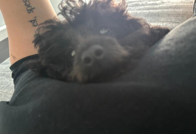 Toy Poodle